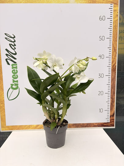 Dendrobium Sa-nook White Happiness Premium Dendrobium Sa-nook White Happiness Premium