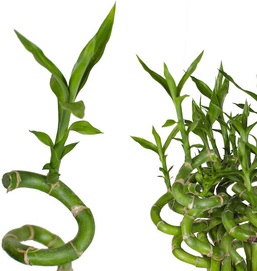 Lucky Bamboo 50 Centimetres Lucky Bamboo 50 Centimetres