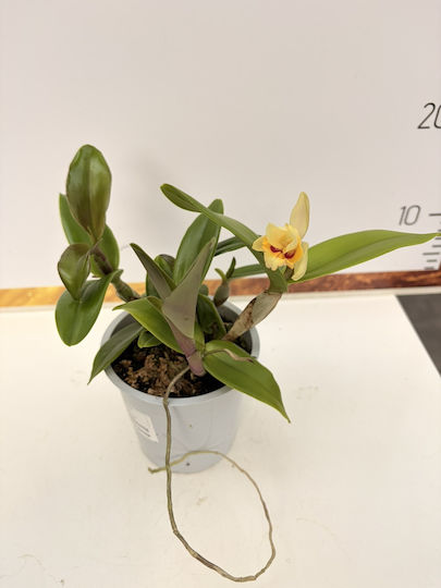 Cattleya Gelb Wunder Duftende Pflanze Cattleya Gelb Wunder Duftende Pflanze