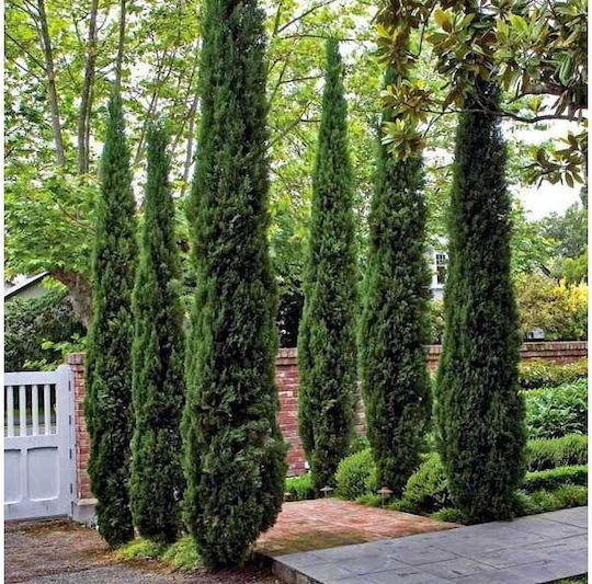 "κυπαρίσσι Μεσογειακό" Cupressus Sempervirens "κυπαρίσσι Μεσογειακό" Cupressus Sempervirens
