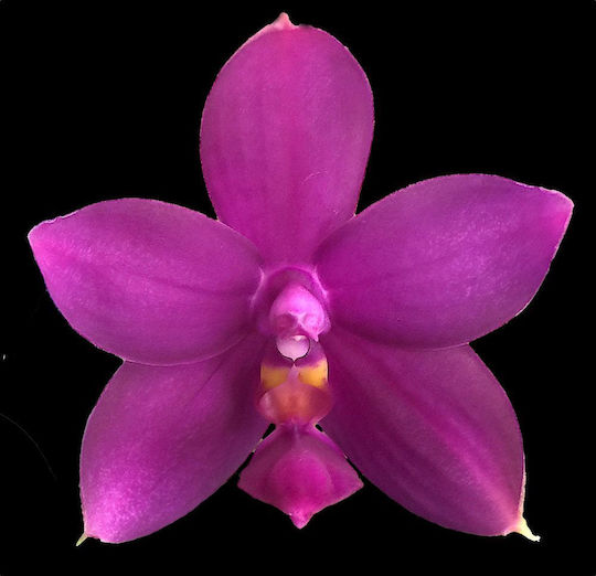 Phalaenopsis Violacea Duftend