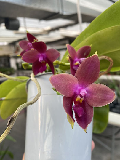 Phalaenopsis Violacea Duftend