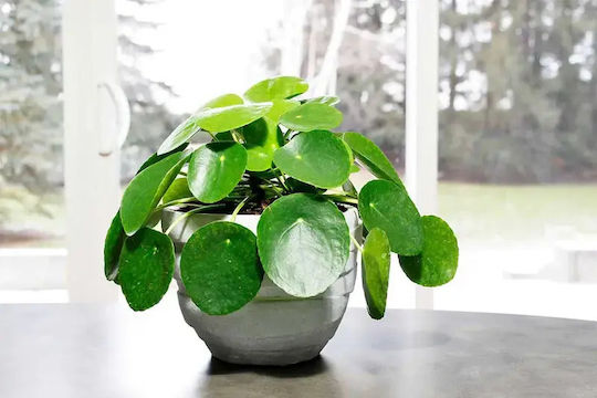 Πιλέα Pilea Peperomioides