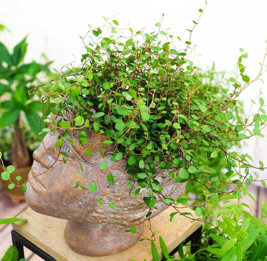 Μουχλεμπέχια Muehlenbeckia Complexa Maori