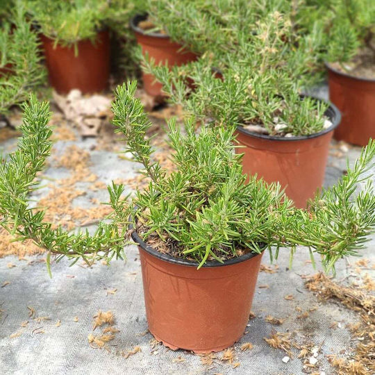 "δενδρολίβανο Έρπων" Rosmarinus Officinalis Prostratus
