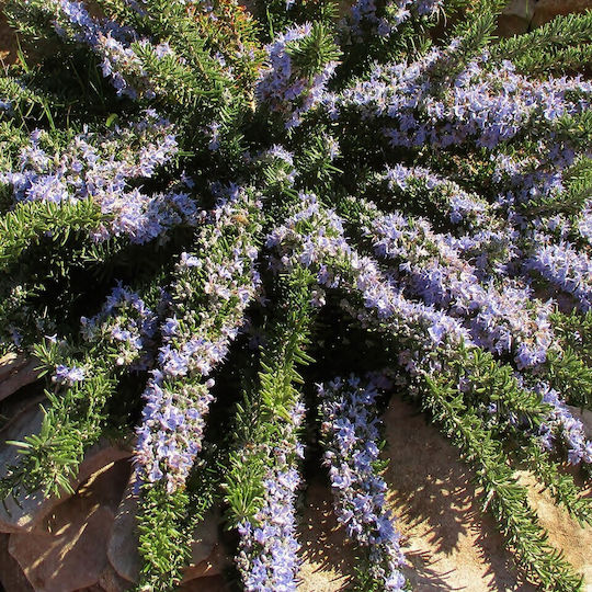 "δενδρολίβανο Έρπων" Rosmarinus Officinalis Prostratus