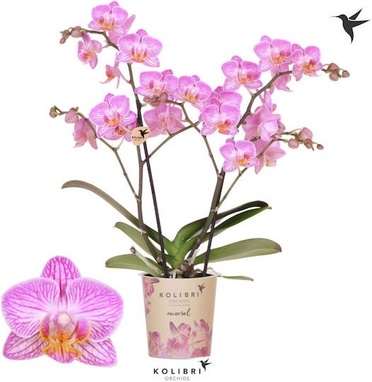 Stems Stems