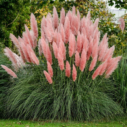 "γυνέριο – Πάμπας" Cortaderia Selloana Rosea Pampas