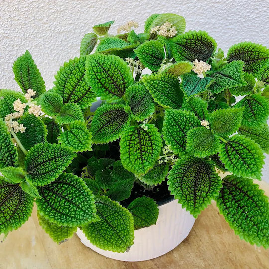 Πιλέα Pilea Moon Valley