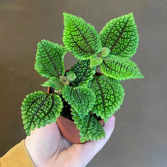 Πιλέα Pilea Moon Valley