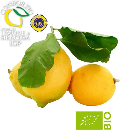 Δέντρο Νάνο Λέμονι Limone Femminello Siracusano Σεληνιακο Λεμονι Ή 4 Εποχες Δέντρο Νάνο Λέμονι Limone Femminello Siracusano Σεληνιακο Λεμονι Ή 4 Εποχες