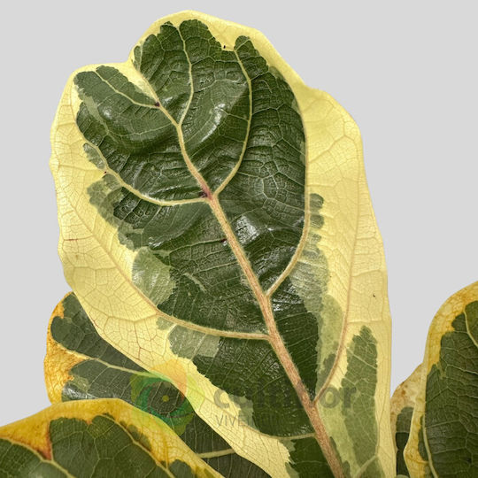 Ficus Lyrata Variegata