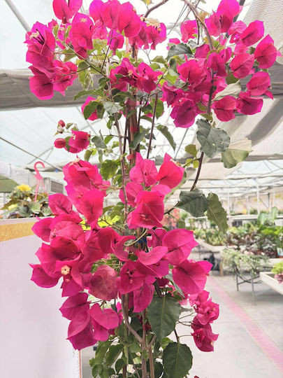 Bougainvillea Dania Bamboo Piramidă Culoare Fucsia