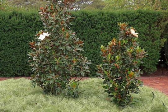 Μαγνόλια Magnolia Grandiflora 'little Gem' Αρωματικη Μαγνόλια Magnolia Grandiflora 'little Gem' Αρωματικη