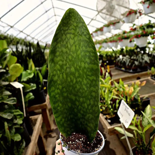 Σανσιβέρια Sansevieria Masoniana Whale Fin