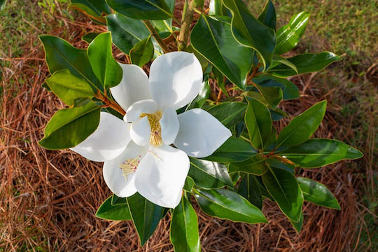 Magnolie Magnolia Grandiflora 'Little Gem' Aromatisch