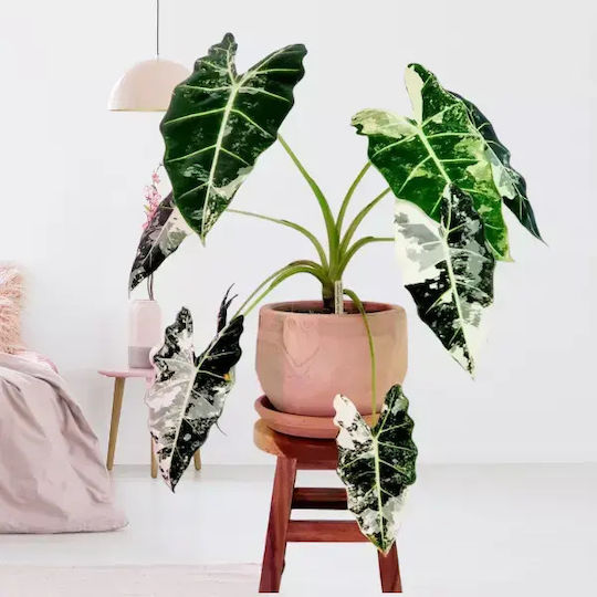 Alocasia Micholitziana Frydek Variegata