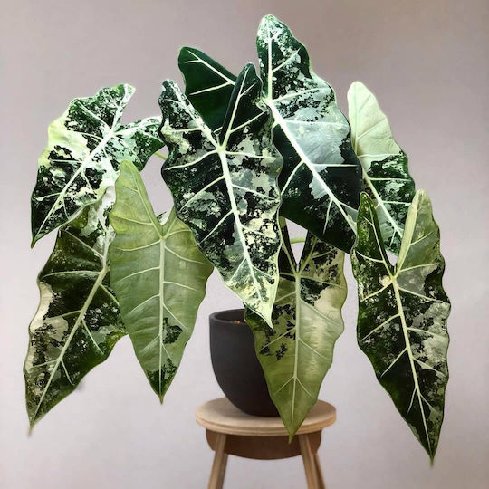 Alocasia Micholitziana Frydek Variegata