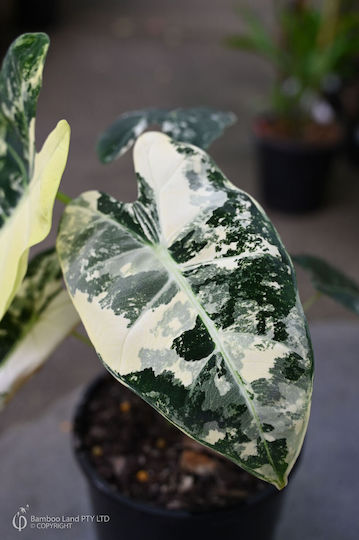 Alocasia Micholitziana Frydek Variegata