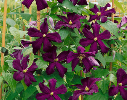 Κληματίδα Clematis Romantika Κληματίδα Clematis Romantika