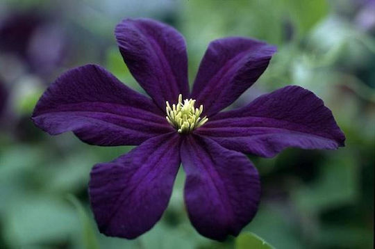 Κληματίδα Clematis Romantika