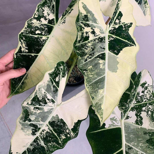 Alocasia Micholitziana Frydek Variegata