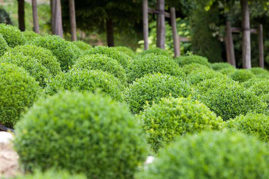 Πυξάρι Buxus Sempervirens Πυξάρι Buxus Sempervirens