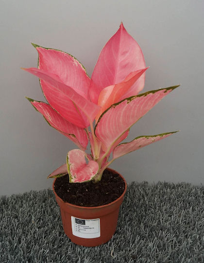 Αγλαόνημα Aglaonema Pink Angel Αγλαόνημα Aglaonema Pink Angel