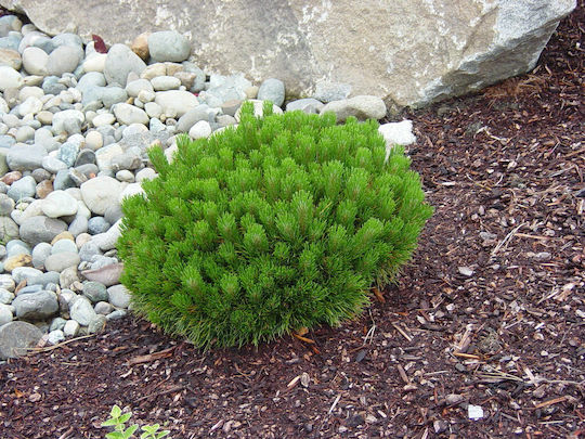 "πεύκο Νάνο" Pinus Mugo Mughus
