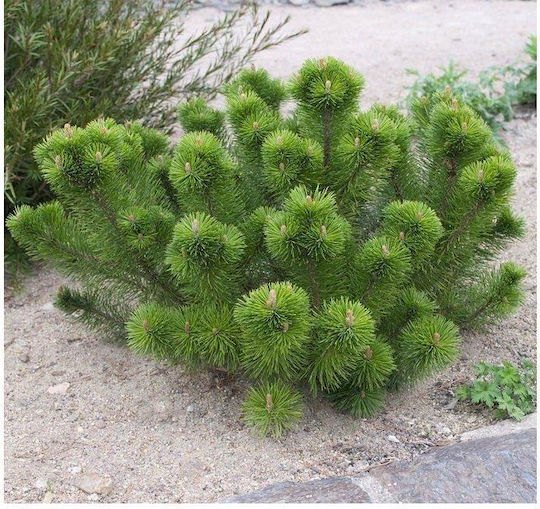 "πεύκο Νάνο" Pinus Mugo Mughus
