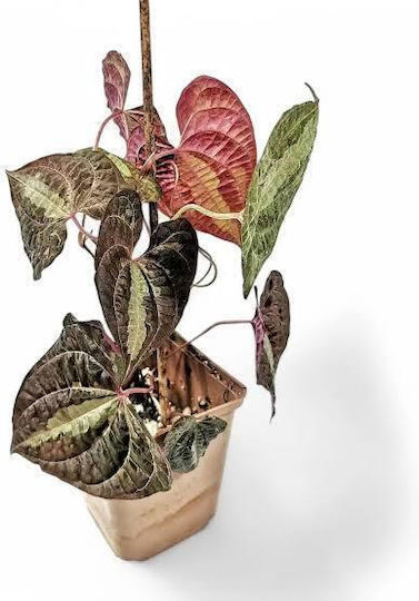 Διοσκουρέα Dioscorea Discolor