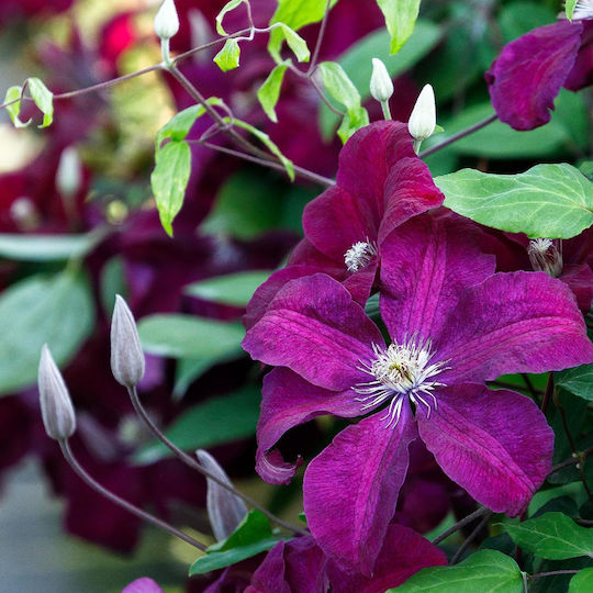 Κληματίδα Clematis Rouge Cardinal Κληματίδα Clematis Rouge Cardinal