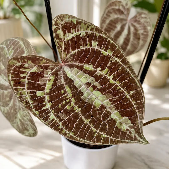 Диоскорея Dioscorea Discolor
