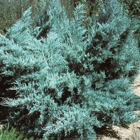 Γιουνίπερο Juniperus X Pfitzeriana Glauca Γιουνίπερο Juniperus X Pfitzeriana Glauca