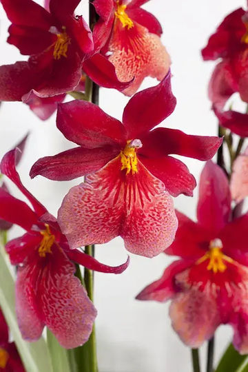 Orchidee Orchidee