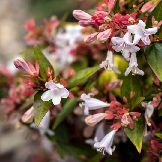 Abelia Grandiflora Aμπέλια