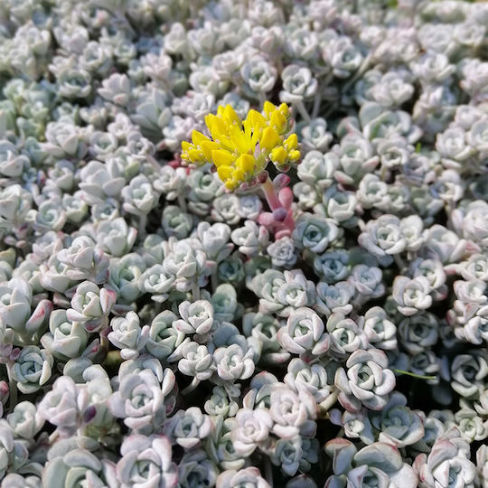 Σέντουμ Sedum Spathulifolium Cape Blanco