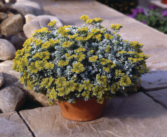 Σέντουμ Sedum Spathulifolium Cape Blanco