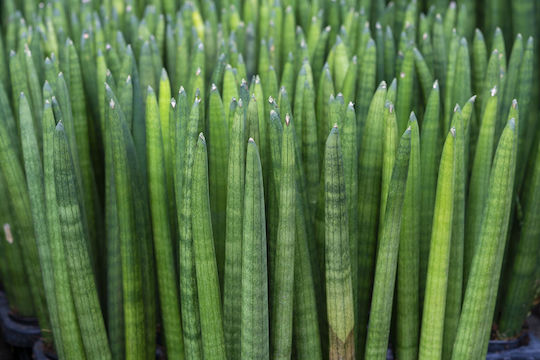 Sansevieria Cylindrica în ghiveci Kokodama