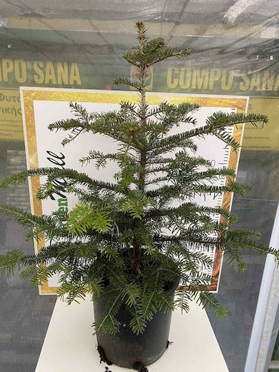 Tanne Abies Nordmanniana