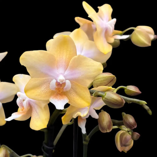 Phalaenopsis Mf Lemon Bolgheri 2 Stems Parfum Αρωματικη