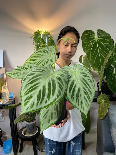 Ανθούριο Anthurium Silver Blush