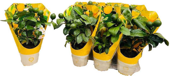 Citrus 'meyeri' Lisa 12cm Citrus 'meyeri' Lisa 12cm
