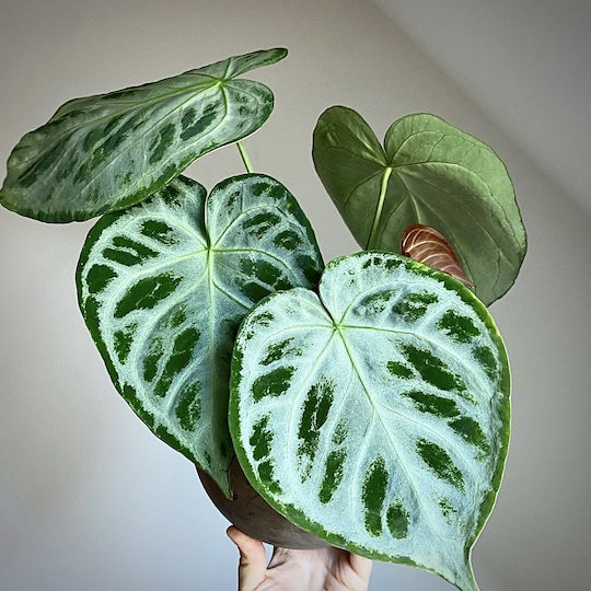 Ανθούριο Anthurium Silver Blush