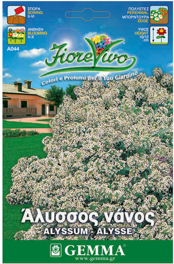 Gemma Samen Süße Alyssum Spät 0.6gr/1500Stück