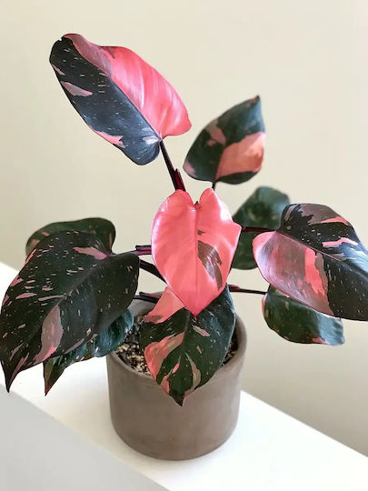 Philodendron Pink Princess Philodendron Pink Princess