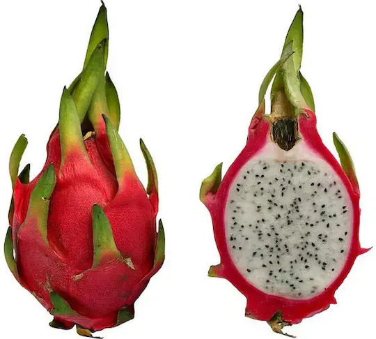 „Drachenfrucht“ Hylocereus Undatus Drachenfrucht