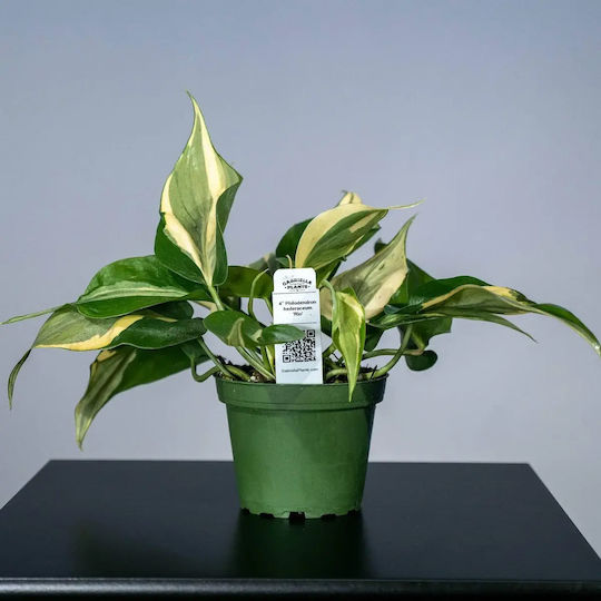 Φιλόδενδρο Philodendron Rio Gabriella