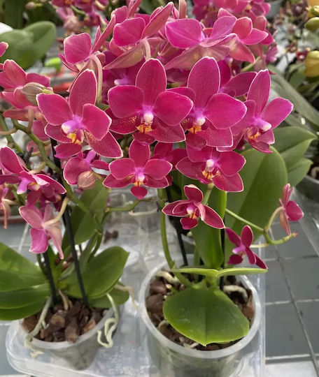 Phalaenopsis Multiflora Розова Aromio Floral Opti-flor Ароматна Без Цветя