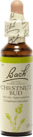 Bach Chestnut Bud Flower Essence in Drops 20ml